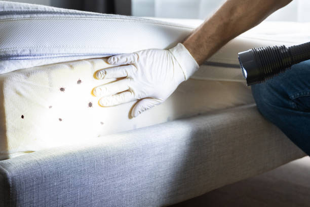 Best Bed Bug Extermination  in Sumiton, AL