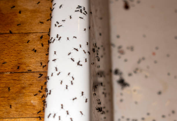 Best Pest Prevention Services  in Sumiton, AL