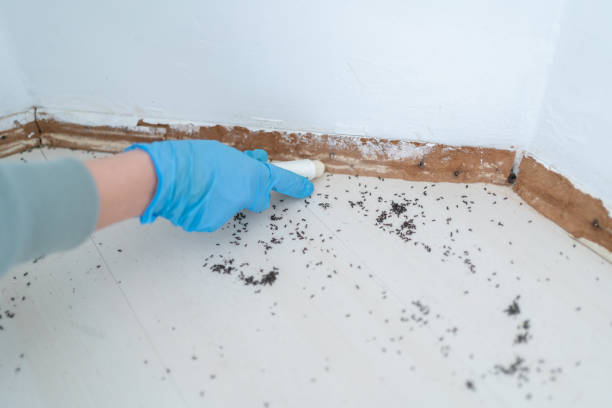 Best Residential Pest Control  in Sumiton, AL